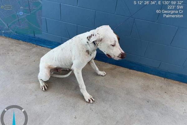 Bull Arab - Entire Male - White with Brown Markings - No Collar - No Microchip - No Tags - No Registration 