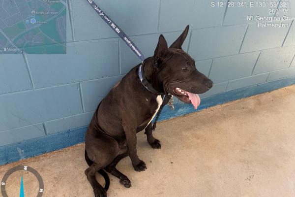 Mixed - Entire Male - Black - No Microchip - No Registration - Black Collar with Clip
