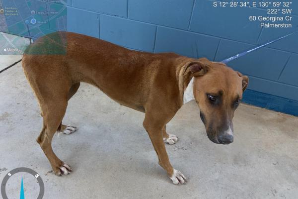 Mixed - Entire Female - Brown - No collar - No Microchip - No Tags 