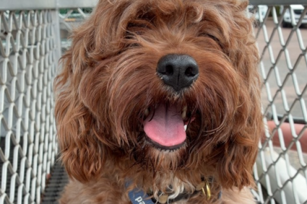Cavalier King Charles Spaniel X Poodle X