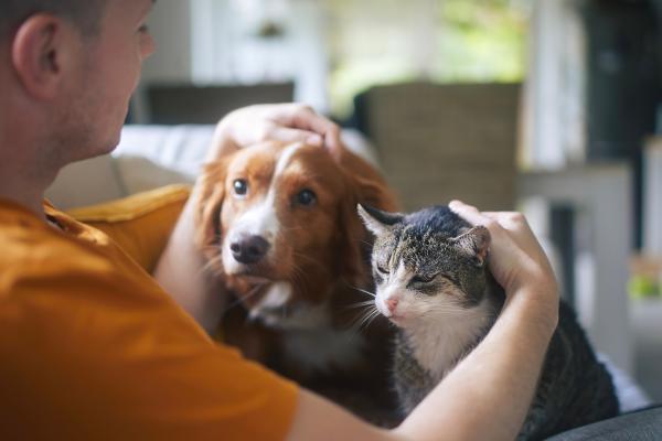 Image: Dog and cat 