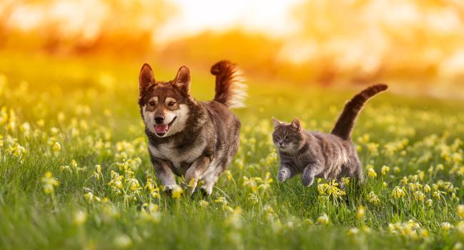 image of a dog and cat running_stock image