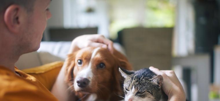 Image: Dog and cat 