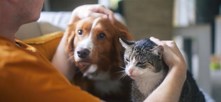 Image: Dog and cat 