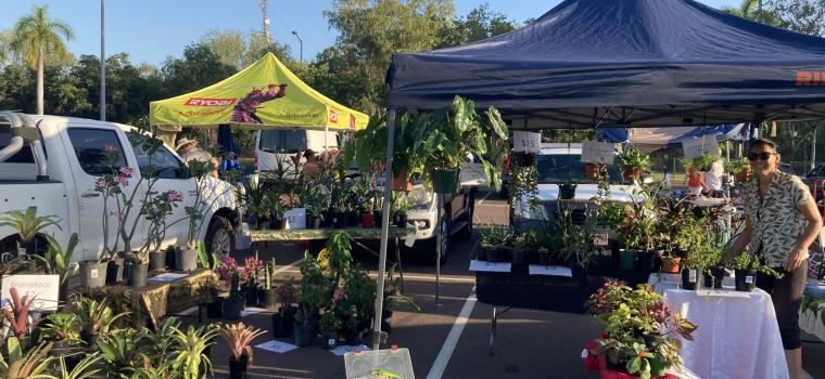Image: plants for sale 