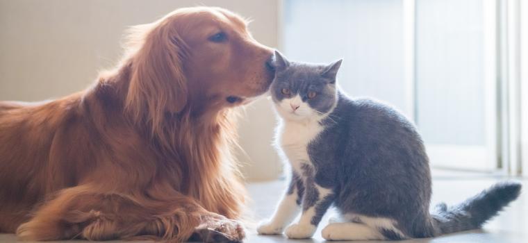Dog and Cat