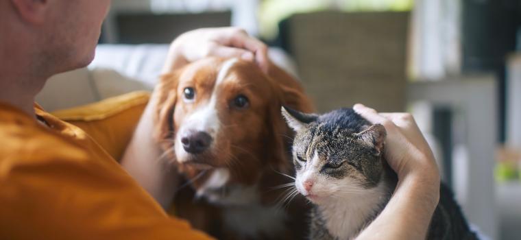 Pet registration